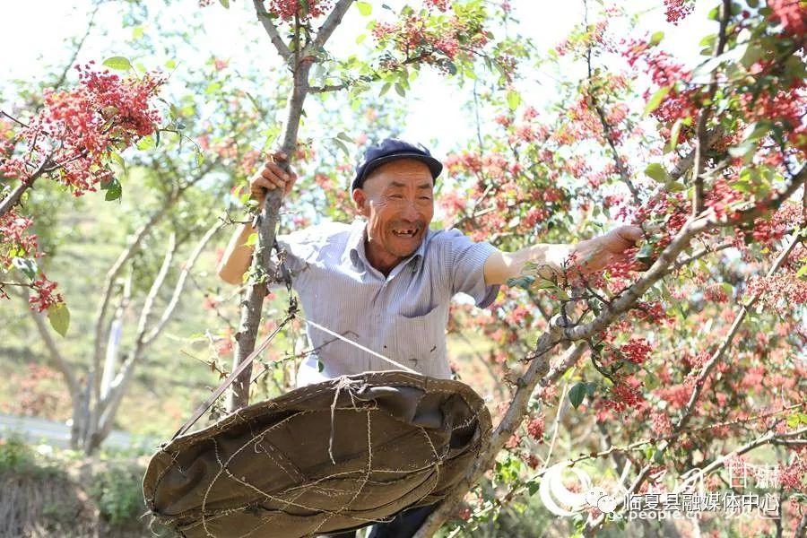 积石山医疗保障局最新项目进展动态速递